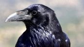 Scomparsa Merlina, corvo della Torre di Londra segno di cattivo auspicio