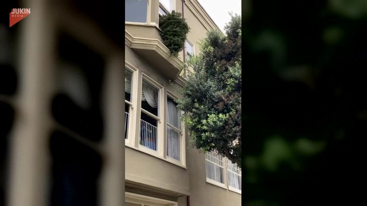 Il modo perfetto per sbarazzarsi dell'albero di Natale