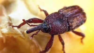 Insetti della pasta, come tenerli lontano dalla dispensa