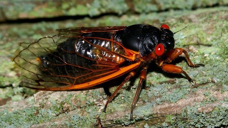 Le cicale “zombie” che stanno per invadere gli Usa