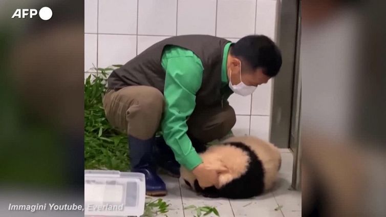 Fu Bao, la piccola panda che non vuole lasciare la gamba del custode