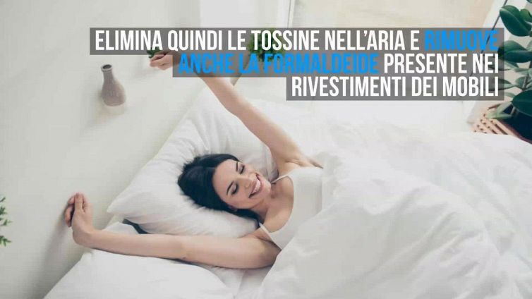 Dormi male? Tieni questa pianta nella camera da letto, ti aiuterà
