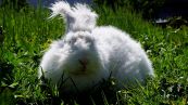 Coniglio d’angora, la verità sull’animale più soffice
