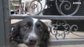 Ricoverato per Covid, il suo cane lo aspetta da due mesi davanti casa