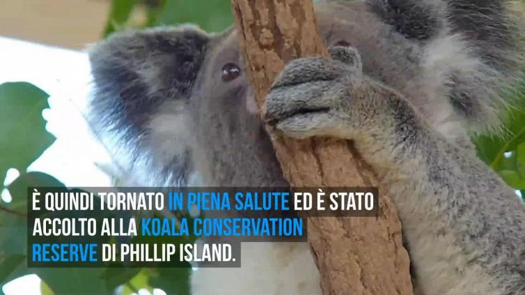 La storia di Frankie e Annie, due koala salvati in Australia
