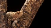 Brookesia nana, il rettile più piccolo del mondo