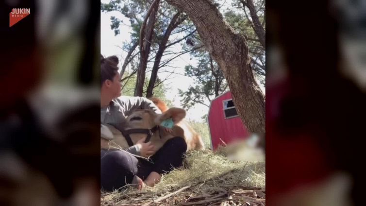 La mucca si comporta come un cucciolo di cane, è dolcissima