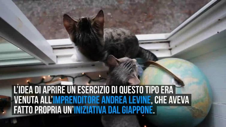 Chiude il MiaGola Caffè, il locale torinese che accoglie i felini