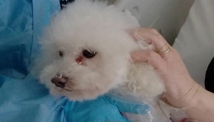 Malata di Covid riabbraccia il cane in ospedale: la scena commovente