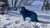 Russia, cani blu: contaminazione o fake news? Cosa sapere