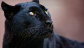 Pantera nera in Puglia: dove è stata avvistata