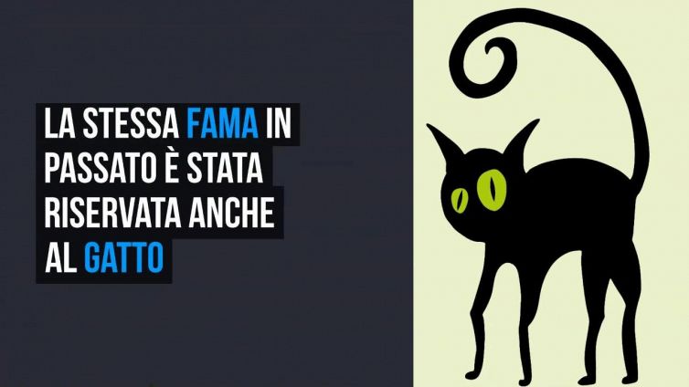 Perché il 17 febbraio è la festa del gatto?