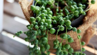 Senecio, come coltivare la pianta del rosario