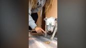 La prova di forza del cane per non mangiare il biscotto