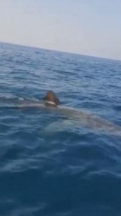 Salento, un enorme squalo si avvicina alla barca di un pescatore