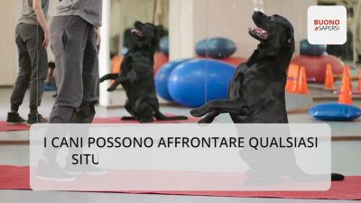 10 caratteristiche dei cani tutte da scoprire