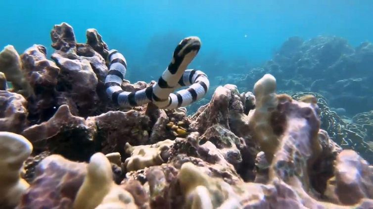 Il pauroso incontro ravvicinato del sub con il serpente velenoso