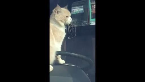 Questo gatto è un genio: quello che fa è incredibile