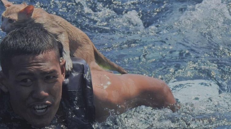 Nave affonda con dei gattini a bordo: il gesto del marinaio