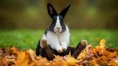 La leggenda del coniglio che insegna ad affrontare le proprie paure