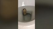 Quando andare in bagno è un rischio: spunta un cobra dal wc