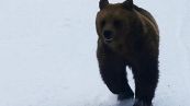 L'inseguimento dell'orso sulle piste da sci