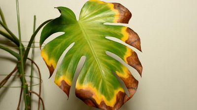 Come capire se le piante sono sofferenti