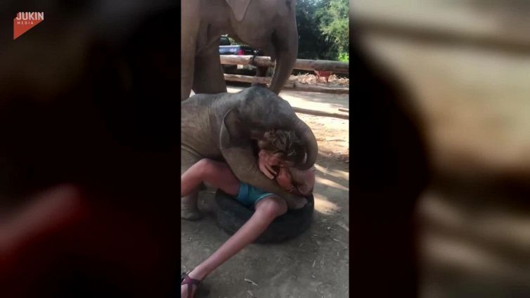 L'elefantino preso dall'euforia non riesce a staccarsi dal ragazzo, la scena è esilarante