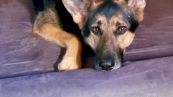 Cane abbandonato salva il nuovo proprietario: la storia di Sadie