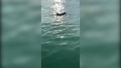 Spettacolo a Venezia: delfini nel Canal Grande