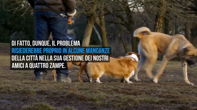 "Più aree cani a Palermo": la richiesta dell'Oipa