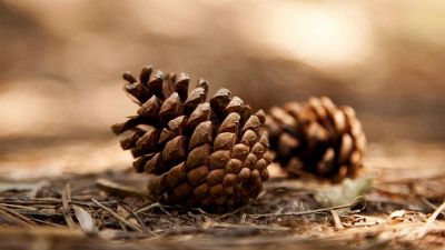 Pigne, perché metterle nei vasi delle piante