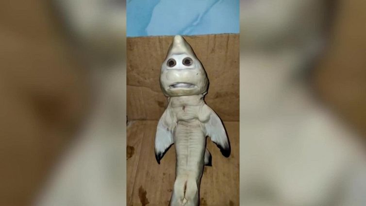 Baby Shark esiste davvero: eccolo