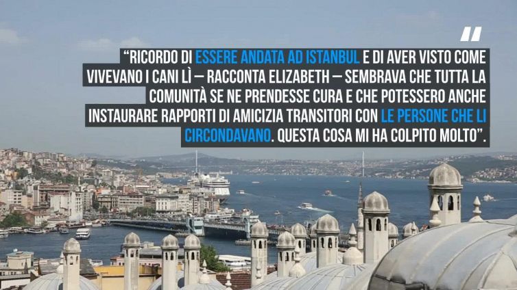 'Stray', il documentario con protagonisti tre cani randagi