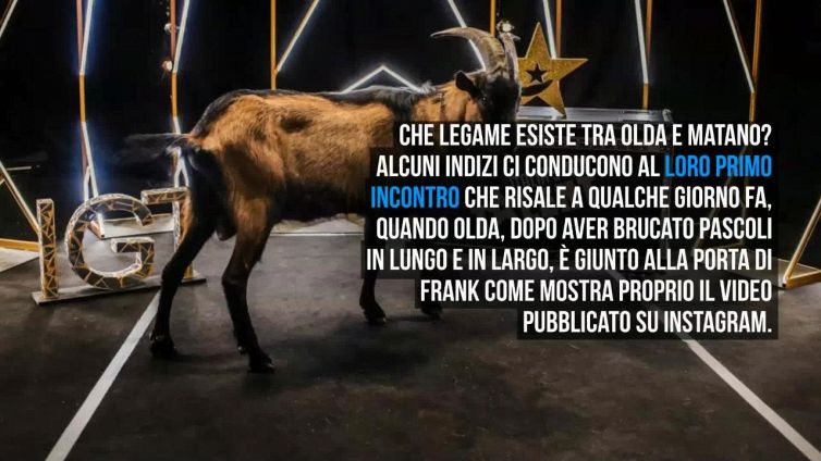 Chi è Olda, il caprone di Italia's Got Talent 'in missione'