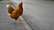 Lo strano "lavoro" delle galline che bloccano il traffico