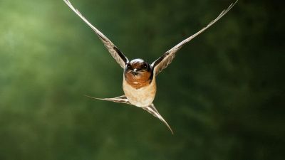 Come costruire nidi per rondini