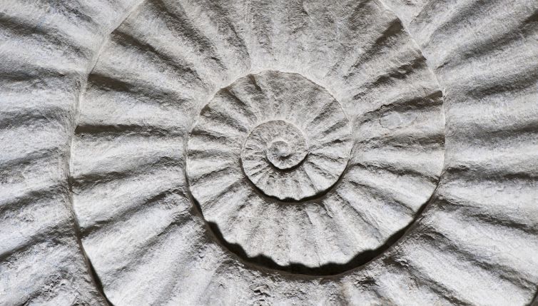 Bambino trova un fossile di 400 milioni di anni in giardino