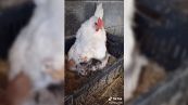 La gallina cova dei gattini: il tenero video è virale su TikTok
