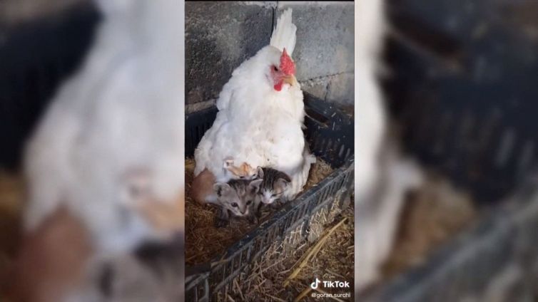 La gallina cova dei gattini: il tenero video è virale su TikTok