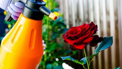 Afidi, 4 rimedi naturali per proteggere orti e giardini