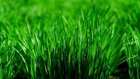 5 consigli per avere un prato magnifico