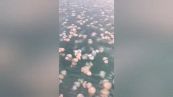 Invasione di meduse a Trieste: lo strano fenomeno
