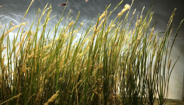 Cereale del mare, la scoperta che rivoluziona il modo di mangiare