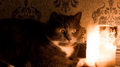 Lampade di sale, attenzione a cani e gatti