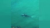 Avvistata in Italia la rarissima balena grigia
