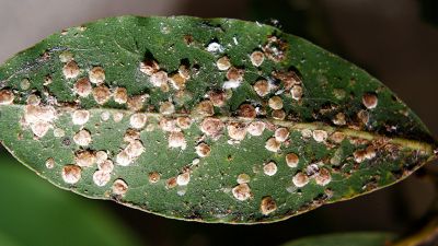 Cocciniglia, come proteggere le piante