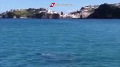 Balena grigia avvistata a Ponza: un evento eccezionale