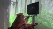 Scimmia gioca a Pong col pensiero: l’esperimento rivoluzionario
