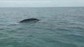Fiumicino, esemplare di balena grigia avvistata sulla costa